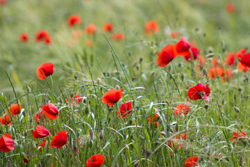 Fototapeta premium wild poppy flowers - soft focus