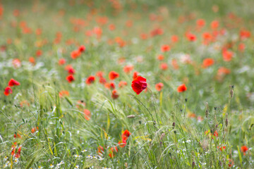 wild poppy flowers - soft focus