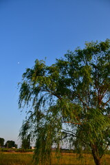 Weeping Willow Tree