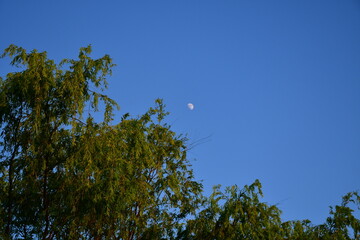 Moon Over a Tree