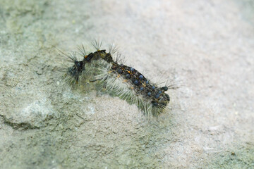 Entomophaga maimaiga fungus kills spongy moth caterpillar (Lymantria dispar). The fungal pathogen kills larvae of the invasive and destructive spongy moth, a biological control for invasive species.