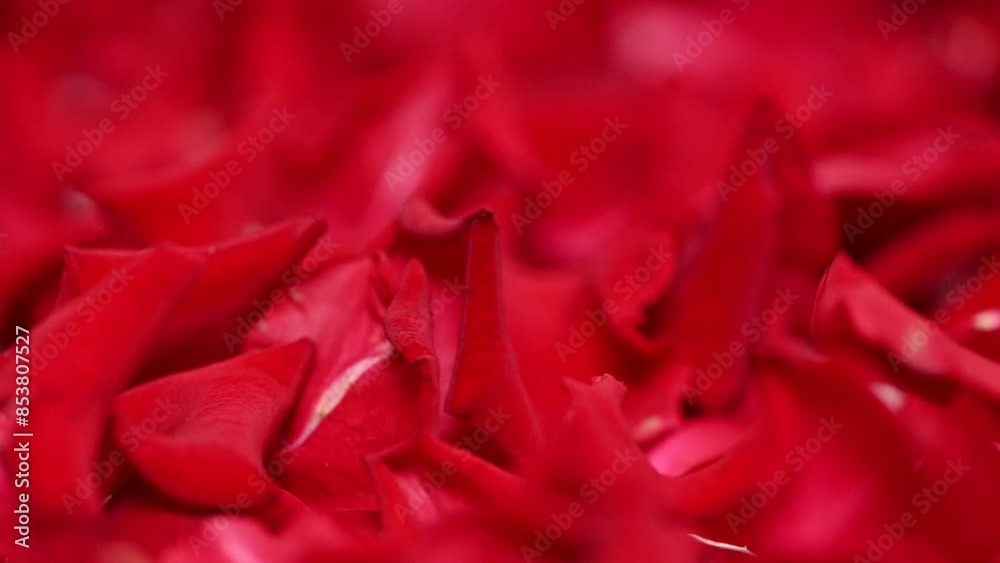 Poster background of red rose leaves