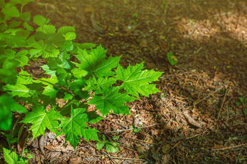 Close-up of maple leaves. Background with green leaves of trees under the rays of the summer sun.