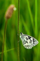 Männlicher Schachbrettfalter - Melanargie galathea im Wiesengras bei Güntersleben