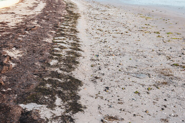 sand at the beach and seaweed