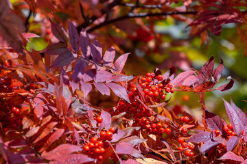 大沼湖畔の彩り