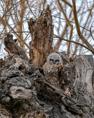 Great horned owl