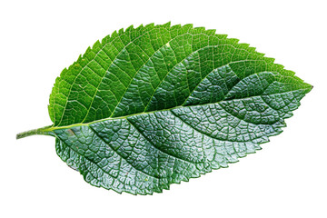 Green leaf isolated on transparent background.