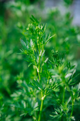 Curly parsley. A plantation of greenery in close-up. Food background of green parsley leaves. A bed of greenery in the garden. The wind stirs the leaves.