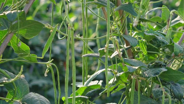 Cowpea plants in growth at vegetable garden
