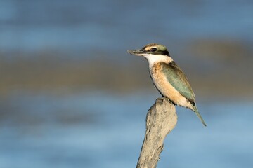 A Sacred Kingfisher waiting on a seaside perch to spot a fish
