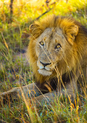 Lion in South Africa