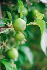 Green apples hang on a branch. Harvest. Gardening. Care for fruit trees.