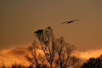 Stork carrying twigs to her nest at golden hour.