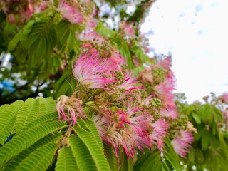 Flowers of the Persian silk tree, pink silk tree, or mimosa tree, Lankaran acacia or bastard tamarind, pink siris, Chinese silk tree, silk tree, shabkhosb, hehuan, nemu tree (Albizia julibrissin)