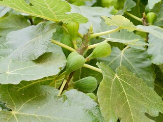 Ripening of the fig, fruits of common fig tree (Ficus carica), Spain