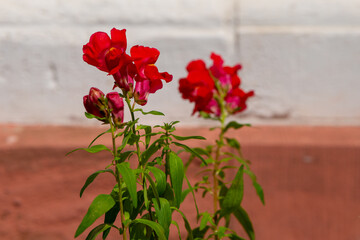 red flower is in a pot on a red brick wall