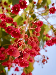 Flowering flame tree, Illawarra flame tree, lacebark tree, or kurrajong (Brachychiton acerifolius), Spain