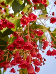 Obraz premium Flowering flame tree, Illawarra flame tree, lacebark tree, or kurrajong (Brachychiton acerifolius), Spain