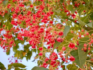 Flowering flame tree, Illawarra flame tree, lacebark tree, or kurrajong (Brachychiton acerifolius), Spain