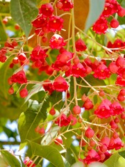 Obraz premium Flowering flame tree, Illawarra flame tree, lacebark tree, or kurrajong (Brachychiton acerifolius), Spain