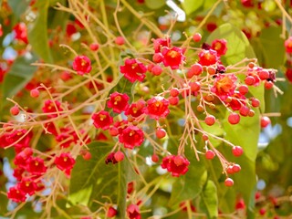 Flowering flame tree, Illawarra flame tree, lacebark tree, or kurrajong (Brachychiton acerifolius), Spain