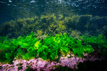 Underwater reef covered with green seaweed, brown seaweed and red seaweed.