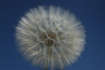 Close-up image of a dandelion seed head against a blue  background. Taraxacum Erythrospermum. ...