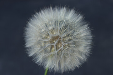 Close-up image of a dandelion seed head against a dark blue background. Taraxacum Erythrospermum. ...
