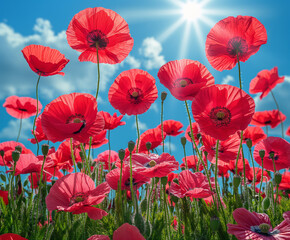 Obraz premium Rote Mohnblumen