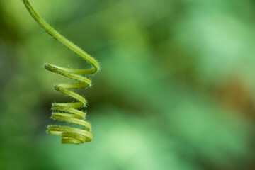 close up of fern leaf