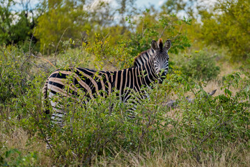 Zebra in South Africa