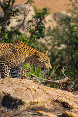 Obraz premium Leopard in South Africa
