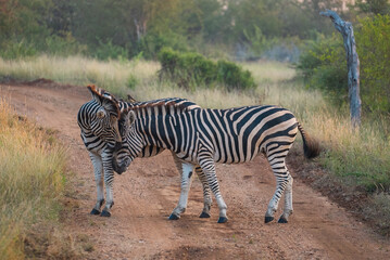Zebras in South Africa