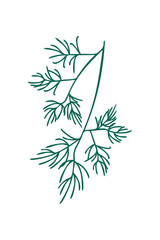 A sprig of dill on a white background