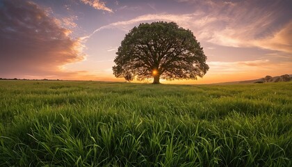 Fototapeta premium Wide angle shot of a single tree growing under a clouded sky during a sunset surrounded by grass