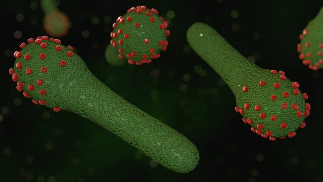 3d animation of baculovirus lifecycle are known to infect insects, the budded virus (BV) is released from the infected host cells later during the secondary infection.