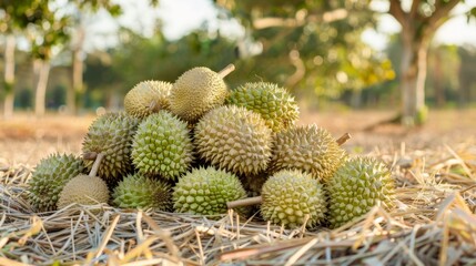 Durian Fruits in a Field, Generative AI