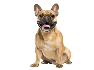 Obraz premium Full body shot of French Bulldog dog, sitting, smiling.