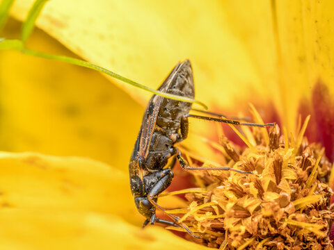 Oedemera lurida in yellow flower