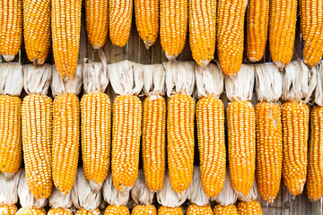 Background of corn that has row to dry for keepting