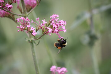 Bumblebee