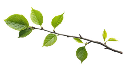 Fototapeta premium Branch of tree , green leaves, on white background