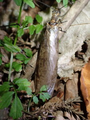 夜中に現れたヘビトンボ