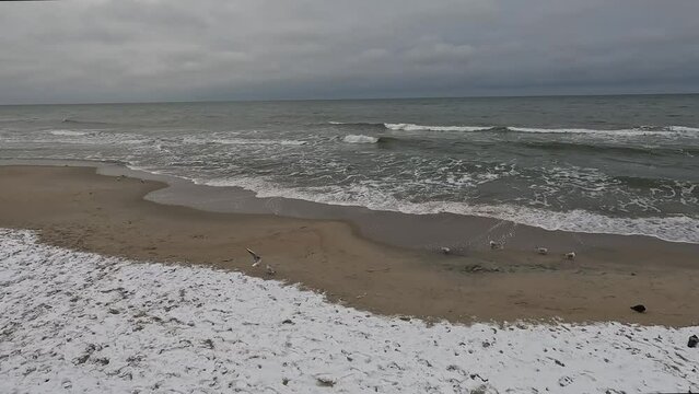 Baltic Sea gulls winter. Waves crash against the sandy shore, seagulls walk on the sand