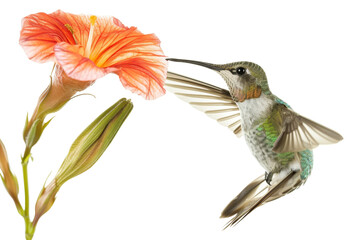 Fototapeta premium A beautiful hummingbird hovering and feeding from a vibrant orange flower, showcasing nature's delicate balance and intricate details.