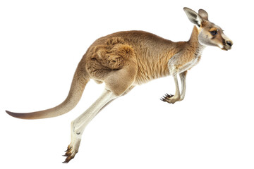 A kangaroo in mid-jump with its joey in the pouch, showcasing Australia's unique wildlife and dynamic nature.
