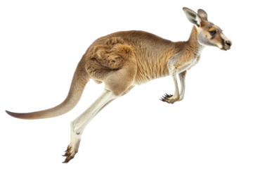 A kangaroo in mid-jump with its joey in the pouch, showcasing Australia's unique wildlife and dynamic nature.