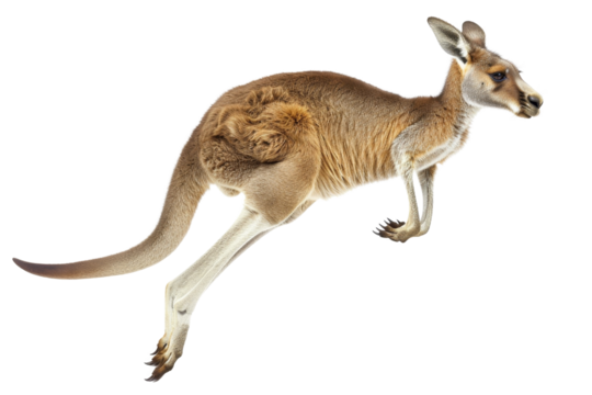 A kangaroo in mid-jump with its joey in the pouch, showcasing Australia's unique wildlife and dynamic nature.