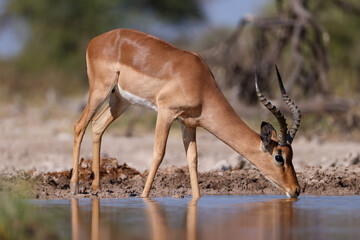 male impala antelope in the bush of Namibia